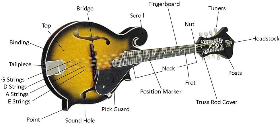 anatomy of an F style mandolin